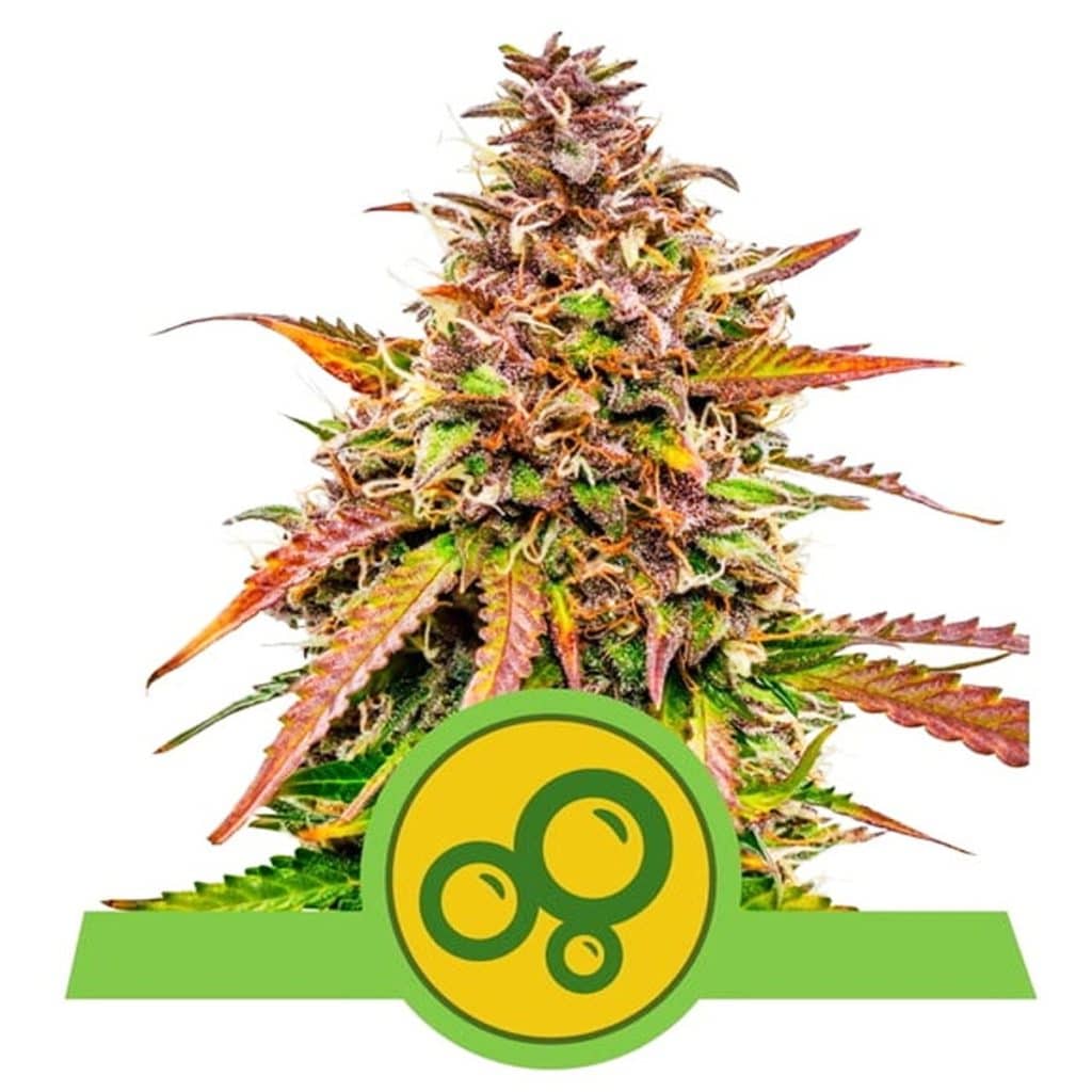 BUBBLE KUSH AUTO ROYAL QUEEN ESPINAKAGROW